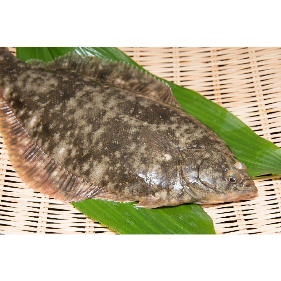 北海道 知内産 マコガレイ 一尾 30cm前後