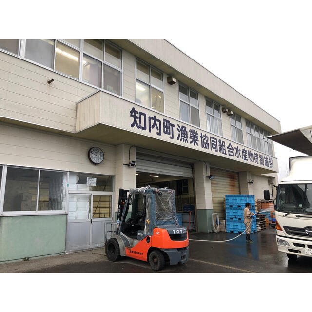 北海道 知内産 マコガレイ 一尾 30cm前後