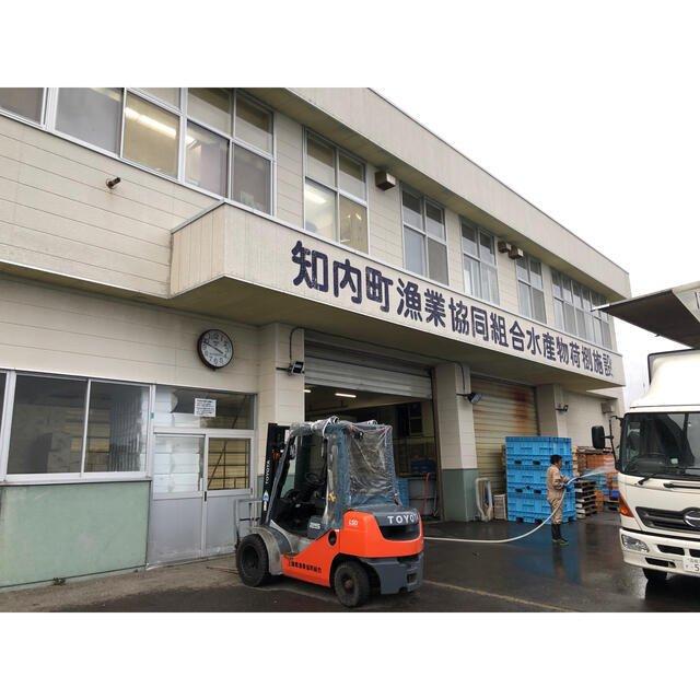 北海道 知内産 マコガレイ 一尾 30cm前後