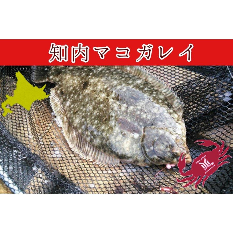 北海道 知内産 マコガレイ 一尾 30cm前後