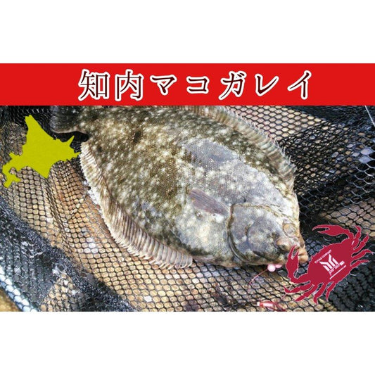 北海道 知内産 マコガレイ 一尾 30cm前後