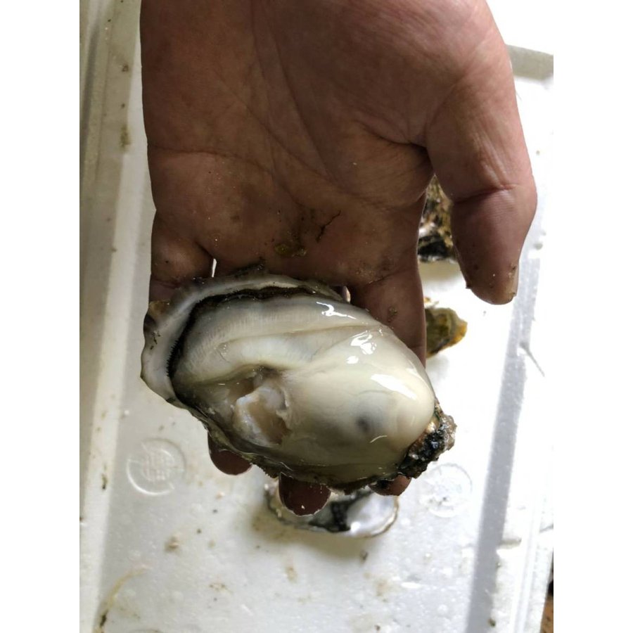 北海道知内産 ブランド牡蠣 むき身 350g