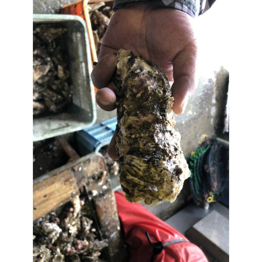 北海道知内産 ブランド牡蠣 むき身 350g