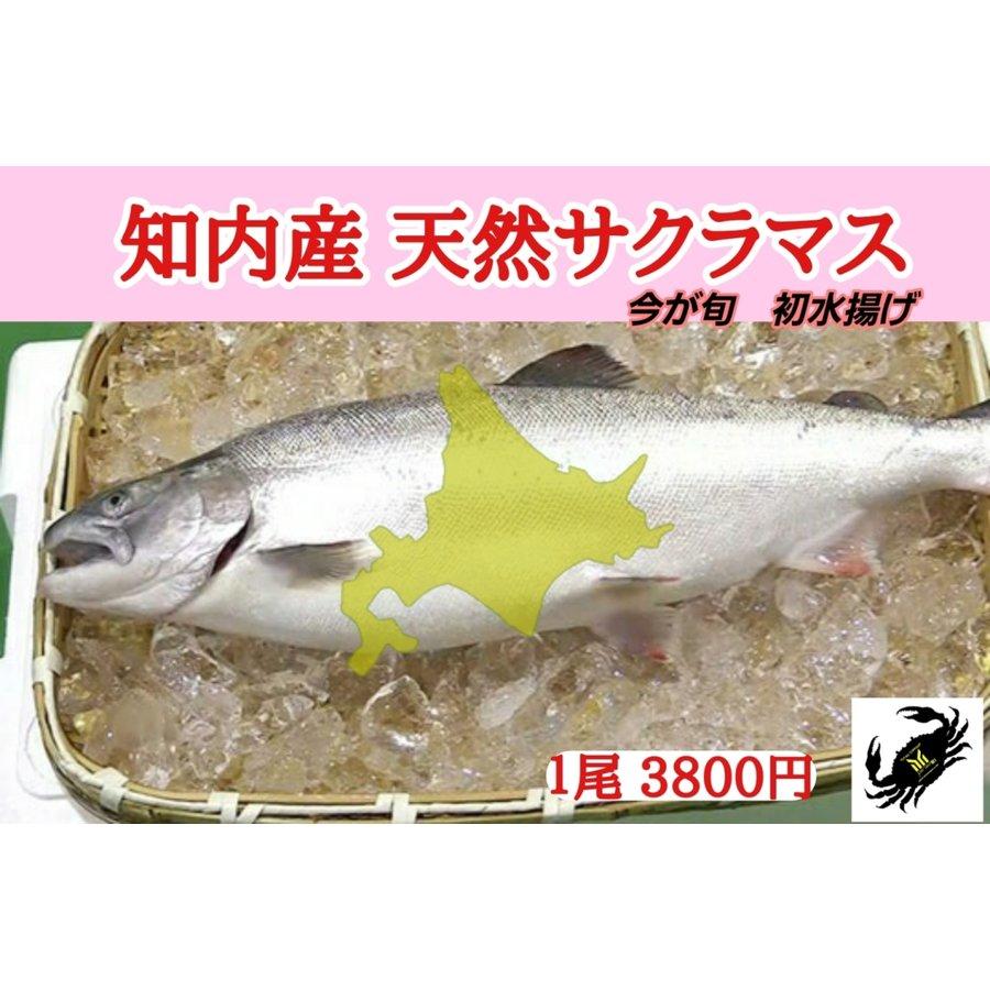 北海道 知内漁港水揚げ サクラマス