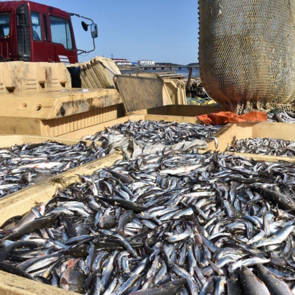 北海道産 子持ちししゃも一夜干し 500ｇ