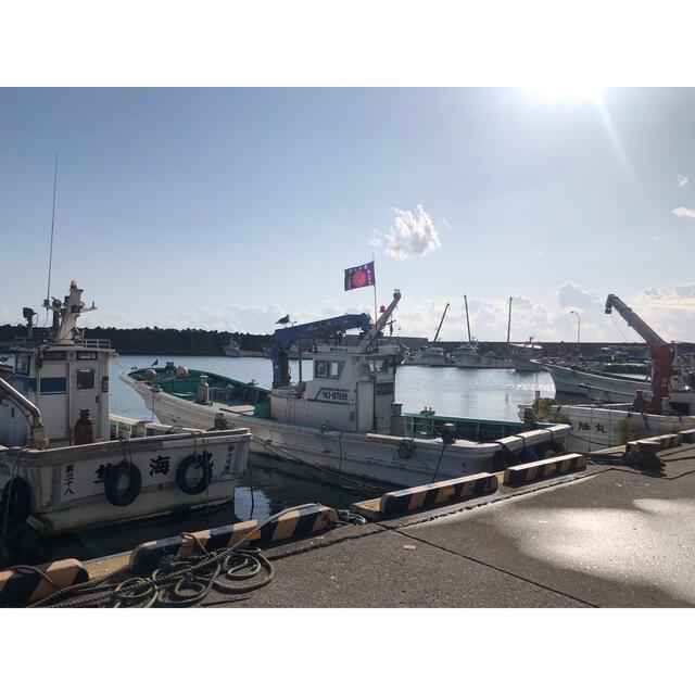 北海道産 子持ちししゃも一夜干し 500ｇ