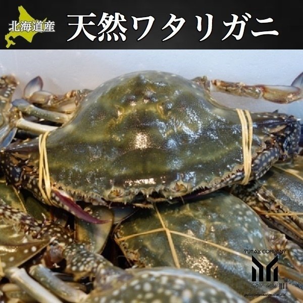 北海道産 天然 大ワタリガニ  7杯