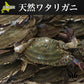 北海道産 内子入り　ワタリガニ 中〜大サイズ 7杯