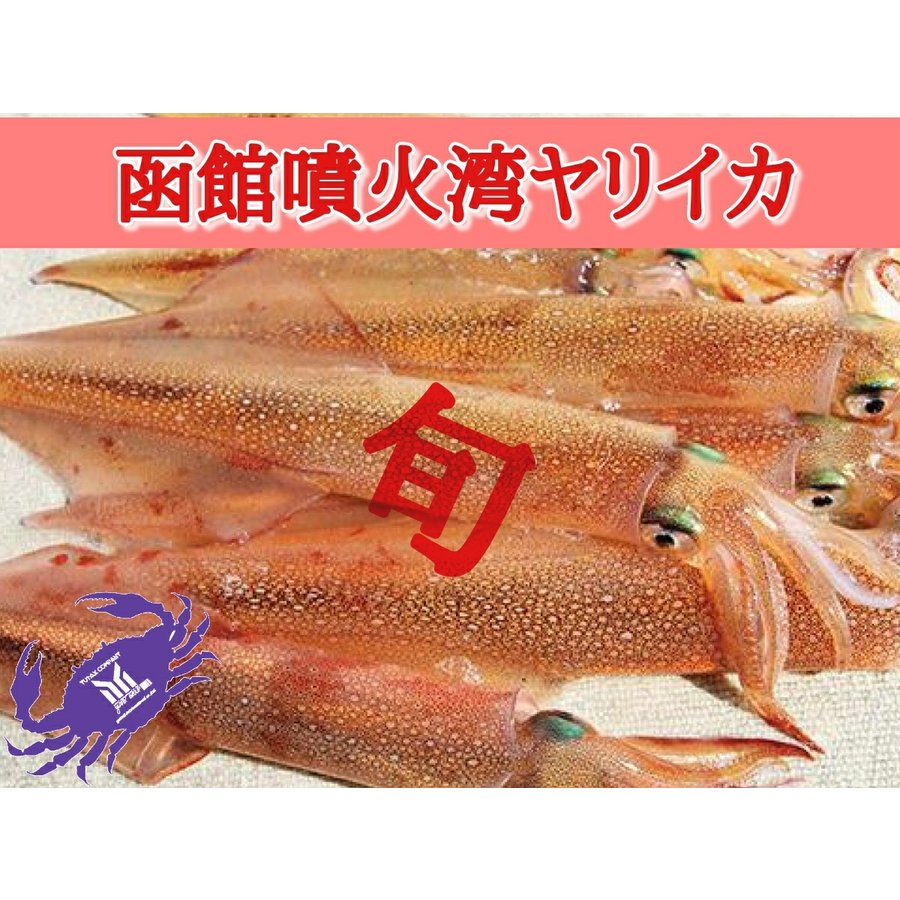 北海道函館噴火湾産 ヤリイカ 1kg 2〜3杯前後