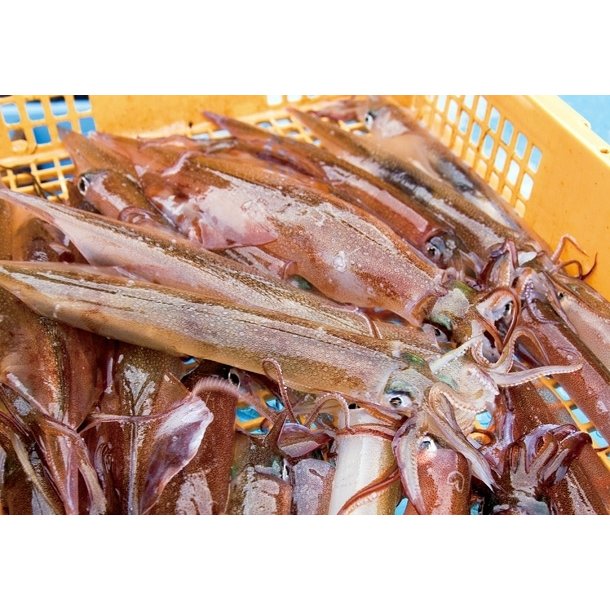 北海道函館噴火湾産 ヤリイカ 1kg 2〜3杯前後
