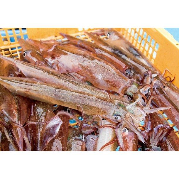 北海道函館噴火湾産 ヤリイカ 1kg 2〜3杯前後