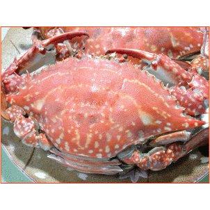 北海道噴火湾産　内子入り 浜ゆでワタリガニ 1kg