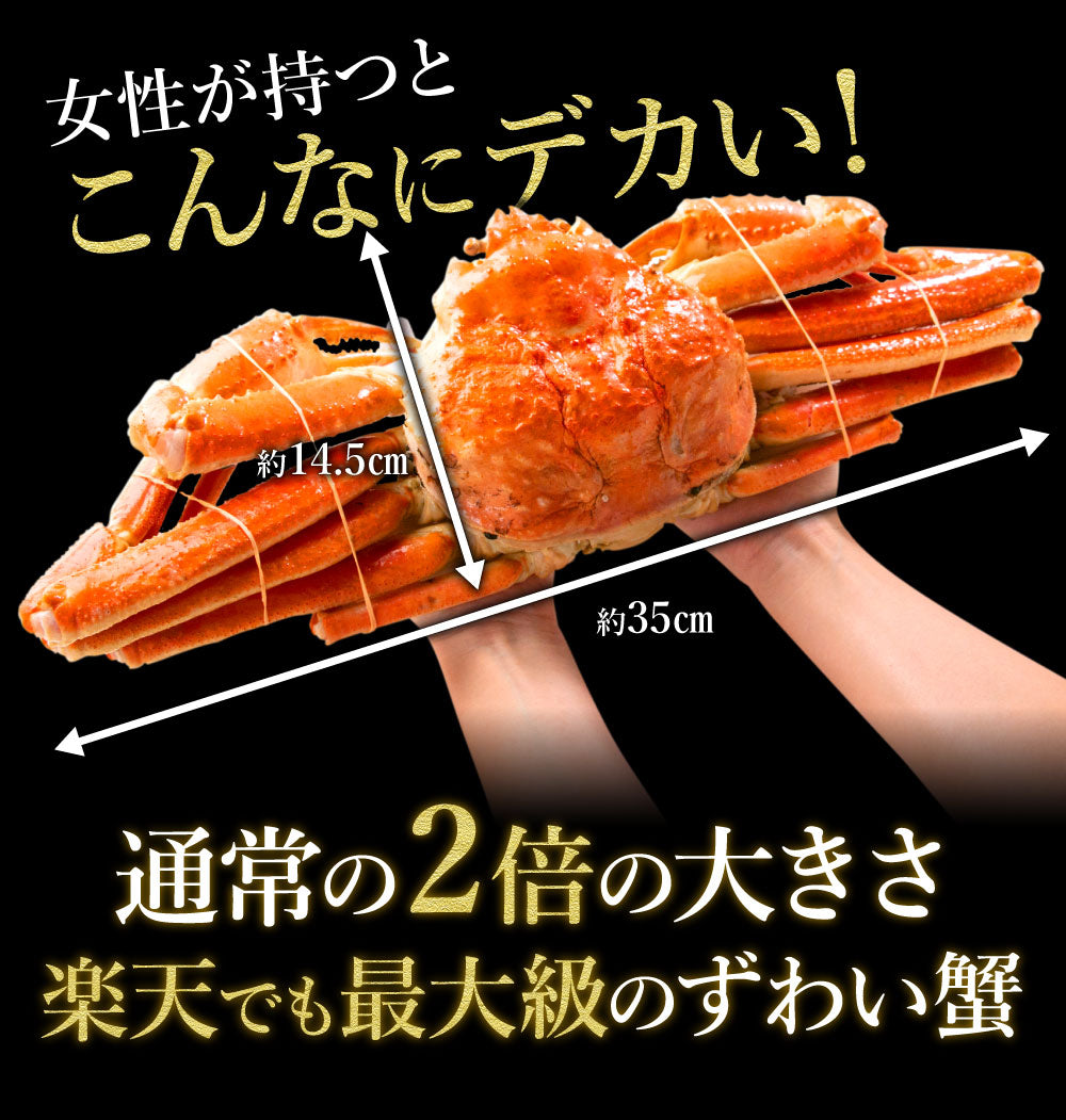 カウシェ最大級の大きさ！1杯900g前後の特大ズワイガニ姿