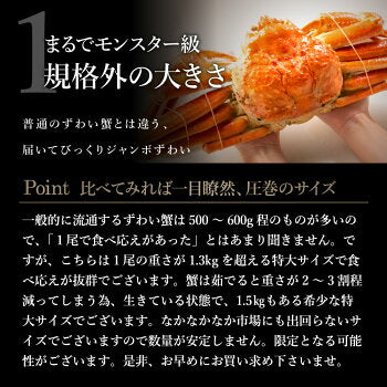 1.3kg 本ズワイ蟹 姿