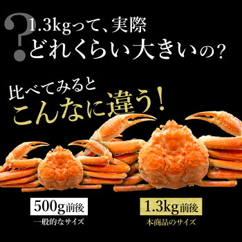 1.3kg 本ズワイ蟹 姿