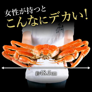 1.3kg 本ズワイ蟹 姿