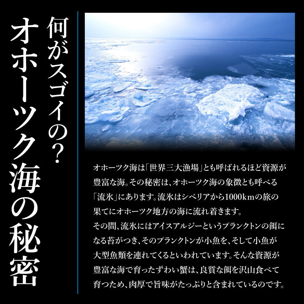 カウシェ最大級の大きさ！1杯900g前後の特大ズワイガニ姿