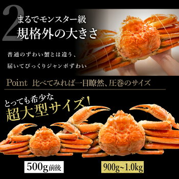 900g~1kg 本ズワイ蟹 姿