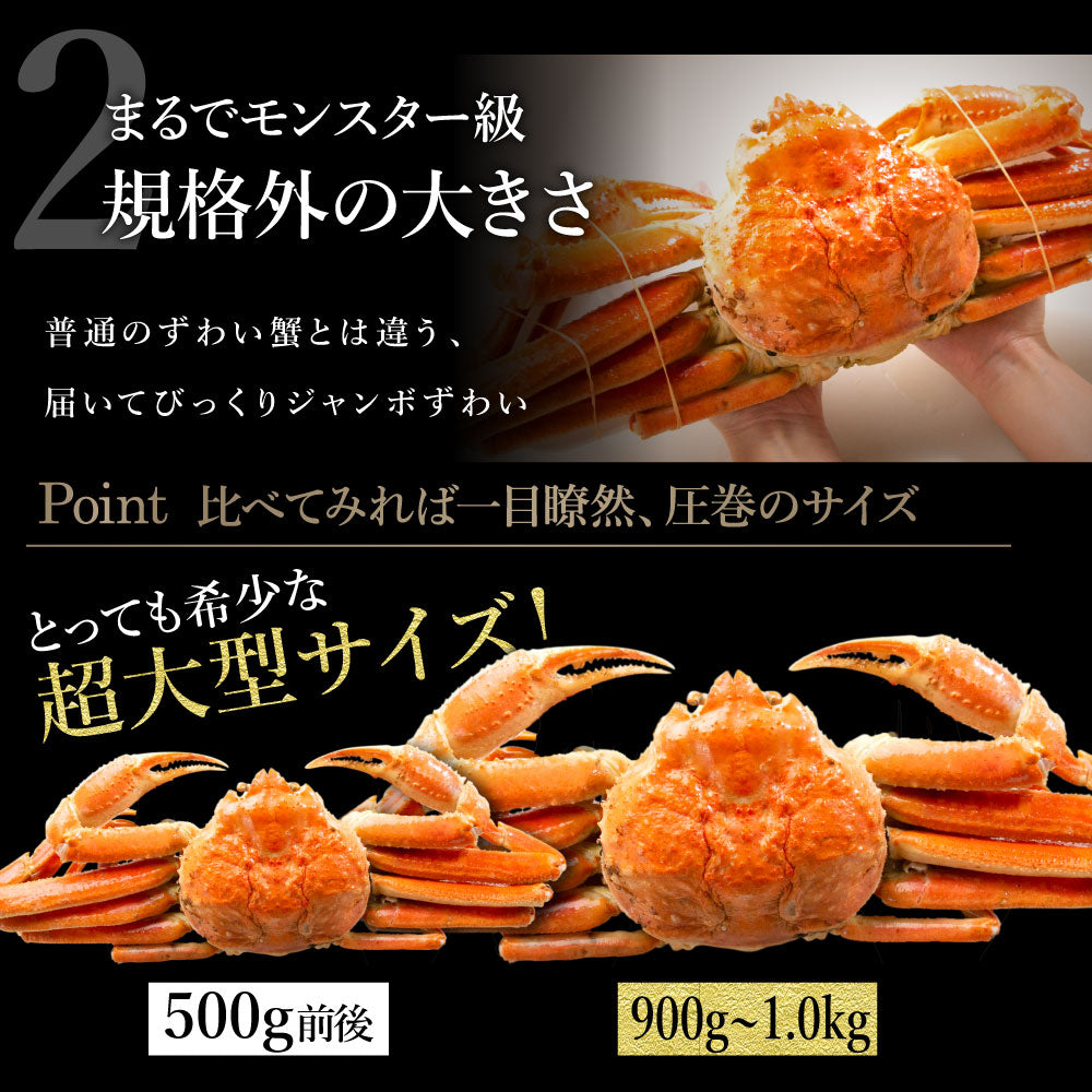 カウシェ最大級の大きさ！1杯900g前後の特大ズワイガニ姿